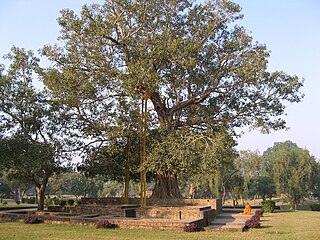 Arbre de la Bodhi