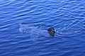 A basking shark feeds in the Dursey Sound.