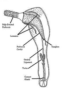 Diagram of Acanthocephalan morphology