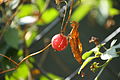 3 septembre 2013 Fruit de Diplocyclos palmatus