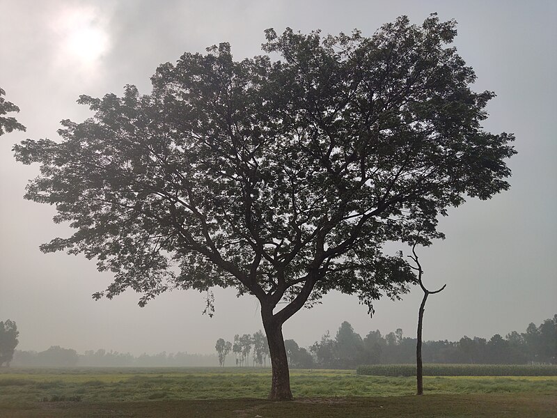 File:Kurigram, Bangladesh.jpg