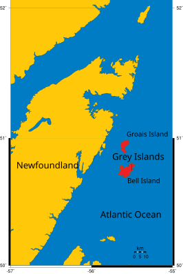 Kaart van de Grey-eilanden met aanduiding van Bell Island. Het Île aux Canes ligt pal ten zuiden van Bell Island en is te klein om op deze kaart zichtbaar te zijn.