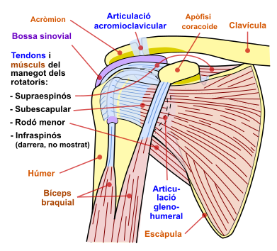 File:Shoulder joint-ca.svg