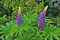 * Nomination Lupins -- MJJR 20:20, 22 August 2011 (UTC) * Promotion  Comment Can we get a more specific id? --Quartl 09:10, 24 August 2011 (UTC) Purple Lupins. --Saffron Blaze 17:33, 24 August 2011 (UTC)