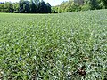 Champ de Lupinus angustifolius (Pologne).