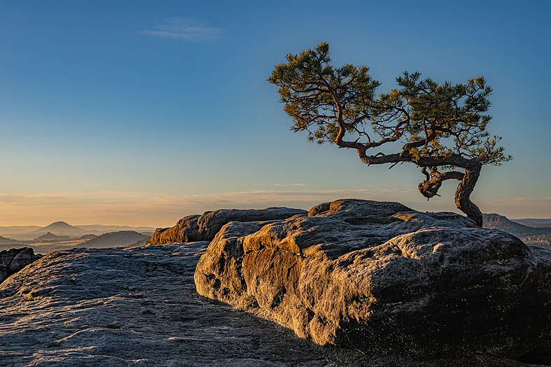 1. Platz – Landschaft: Kiefer im Elbsandsteingebirge; Blick vom Lilienstein Foto: T meltzer