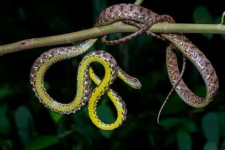 Boiga jaspidea (Jasper cat snake)