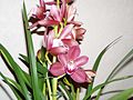 le Cymbidium offert par ma fille en 2006