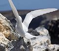 Ascension Island