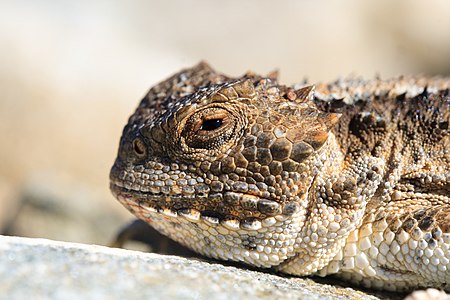 Phrynosoma hernandesi (Greater Short-horned Lizard)