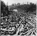 Image 3Logging pine c. 1860s–1870s (from History of Minnesota)