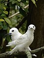 Adult with chick; Midway Atoll, Hawaii