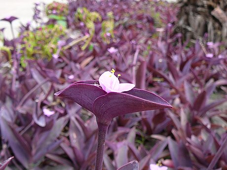 Flor encerrada por sus brácteas de Tradescantia pallida