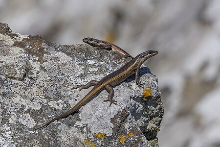 African striped skinks (Trachylepis striata) Malolotja