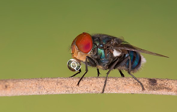 Green bottle fly at Baldha Garden. Photograph: Azim Khan Ronnie