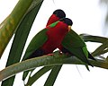 Collared lories