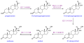 プレグネノロンからコルチゾール・コルチゾンまでの生合成経路