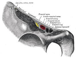 Doorsnede ligamentum inguinale