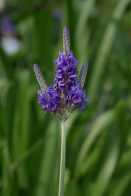 Lavendel