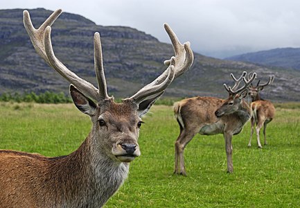 Kızıl geyik (Cervus elaphus). (Üreten:Mehmet Karatay)