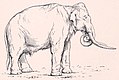 Mammuthus meridionalis