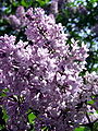 Syringa