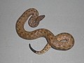 Bahamian pygmy boa constrictor