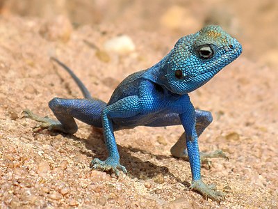 ♂ Pseudotrapelus sinaitus (Sinai Agama)