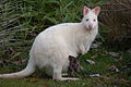 Albino Wallaby in Adventure Bay