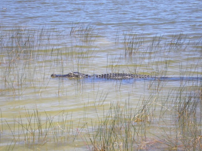 File:Alligator-Everglades.jpg