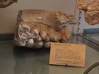 Molar Anancus, tetralophodont gomphothere