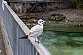 * Nomination Black-headed Gull, juvenile moulting to first-winter, Geneva --Mike Peel 19:48, 6 November 2024 (UTC) * Promotion  Support Good quality. --GoldenArtists 20:54, 9 November 2024 (UTC)