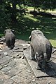 Eléphants aux coins des terrasses