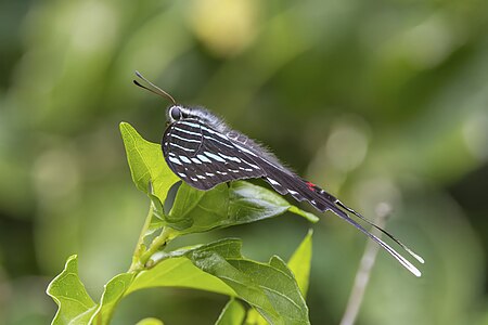 Black swordtail (Graphium colonna) Maputo