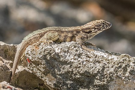 Cayman curly-tailed lizard (Leiocephalus varius)