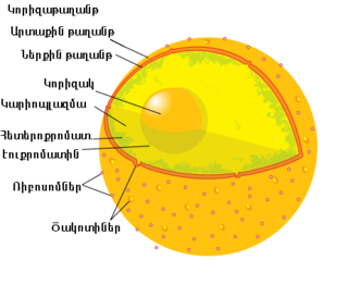 Բջջակորիզի կառուցվածքը։