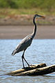 Ardea herodias English: Great Blue Heron Deutsch: Kanadareiher