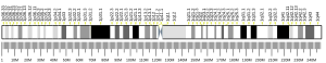 Chromosome 1 humain