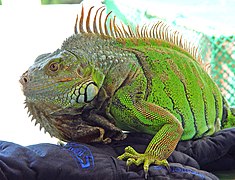 Iguana verde