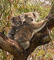 Image 13 Koala Photo: Benjamint444 A female koala (Phascolarctos cinereus) with her joey clinging to her back. At birth the joey is hairless, blind, and earless, and only about 20 mm (0.79 in) long. It remains hidden in the pouch for about six months, feeding only on milk. During this time it will grow ears, eyes, and fur. The joey will remain with its mother for another six months or so, riding on her back, and feeding on both milk and eucalypt leaves until weaning is complete at about 12 months of age. More selected pictures