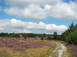 Lüneburger Heide bei Niederhaverbeck