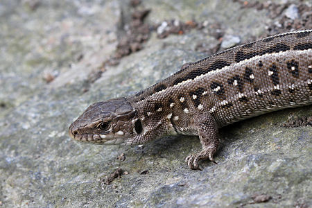 ♀ Lacerta agilis (Sand Lizard)