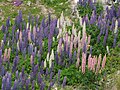 Lupins sauvages dans l'île du Sud (Nouvelle-Zélande).