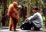 Rezervat orangutana Bukit Lawang