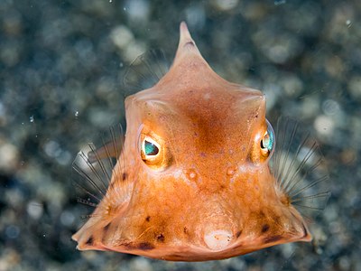 Lactoria fornasini (Thornback Cowfish)