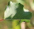 Ausgewachsene Raupe beim Blattfraß