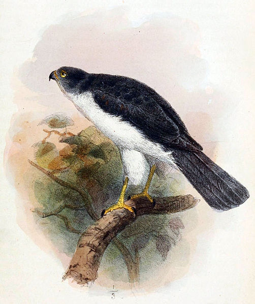 File:Accipiter francesiae pusillus.jpg