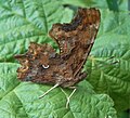 Comma (Polygonia c-album) C-Falter