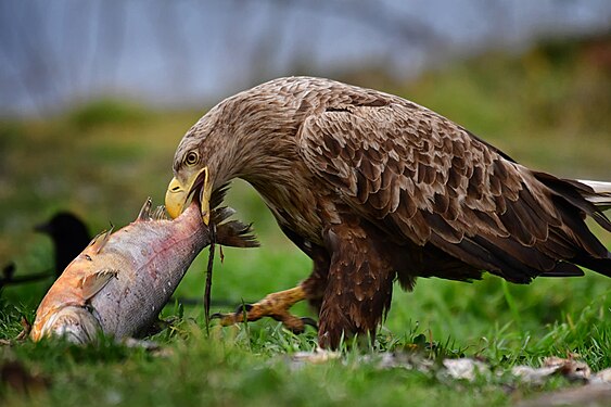 (SPECIAL AWARD-MACRO) White-tailed eagle eats fish. Special nature reserve Titel's Hill Photograph: Ivanbuki