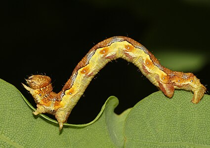 Erannis defoliaria (Mottled Umber), caterpillar